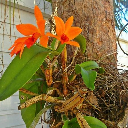 Pousada Orquideas Guarujá Eksteriør billede